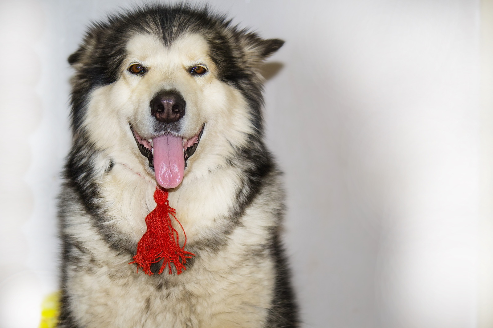 All girls love jewelry :) - My, Dog, Amulet, Alaskan Malamute