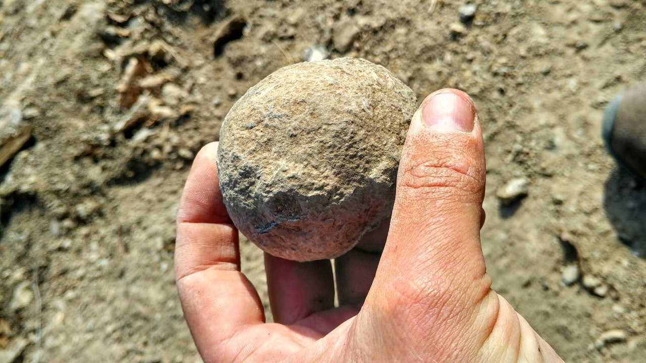 Fossilized sea snail Natica (lat. Natica) - Paleontology, Fossils, Seashells, Video, Longpost