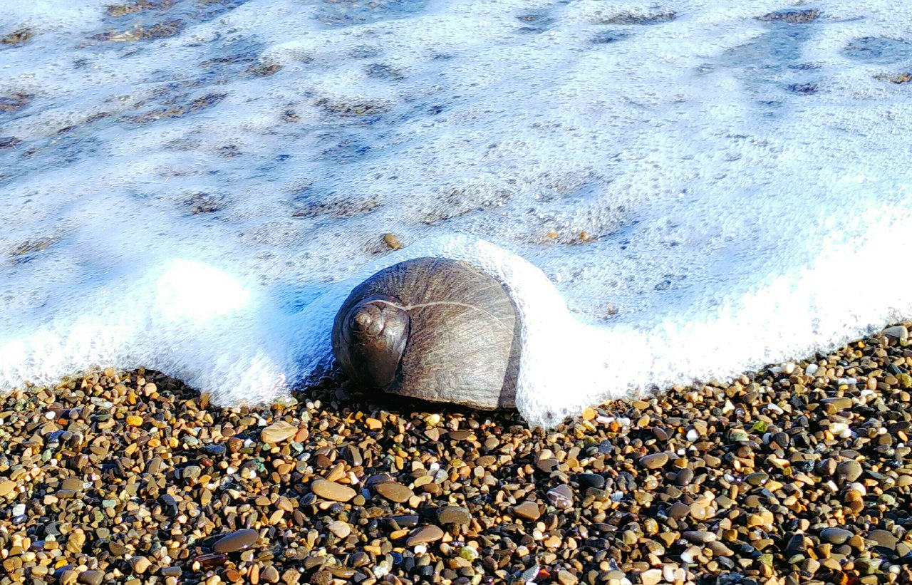 Fossilized sea snail Natica (lat. Natica) - Paleontology, Fossils, Seashells, Video, Longpost