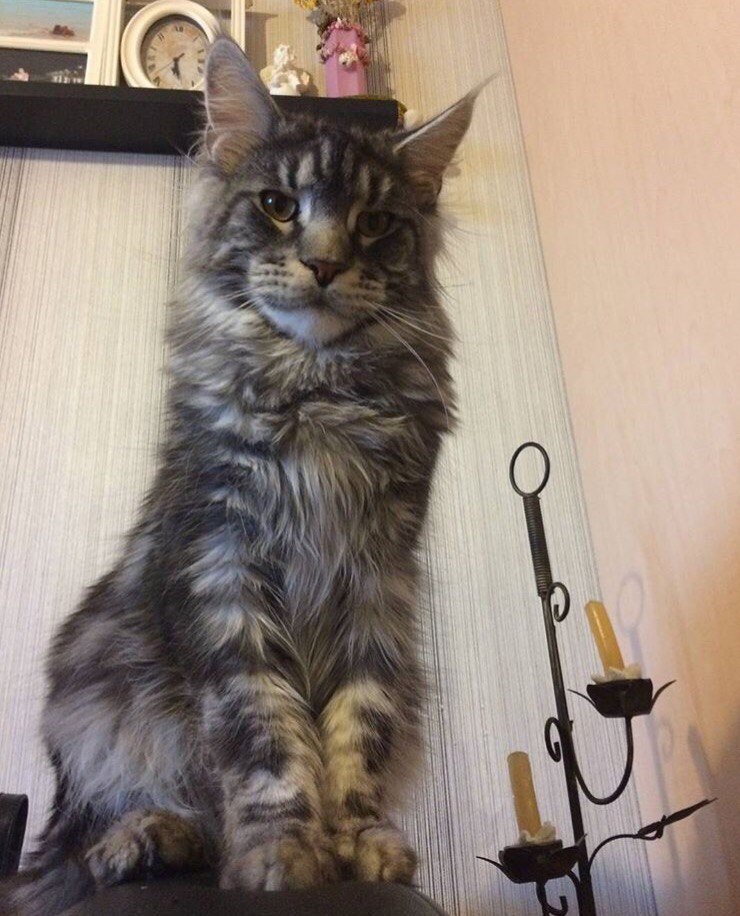Yekaterinburg pikabushniks, help! - cat, Help, Yekaterinburg, Search, The missing, Lost cat, Maine Coon, The strength of the Peekaboo