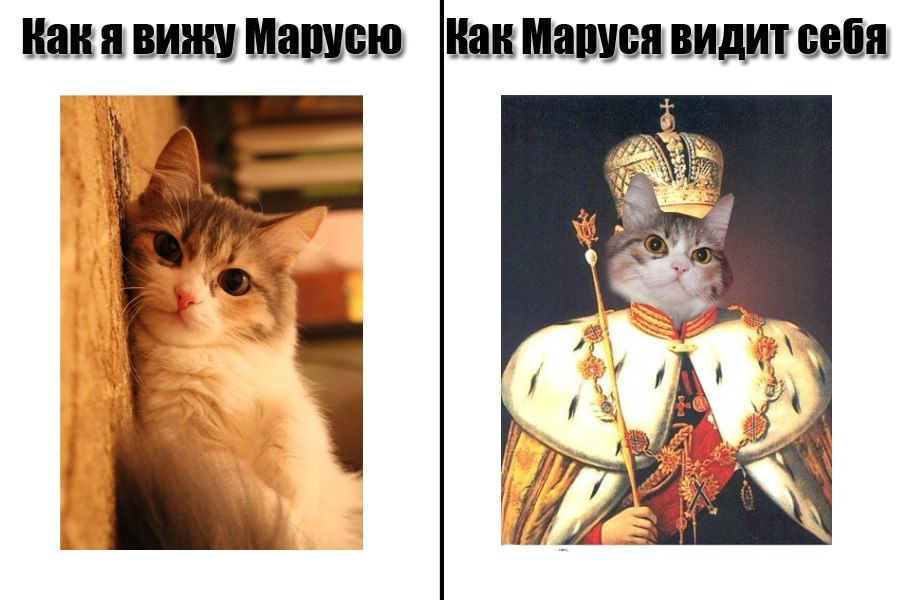 Acquaintance of Marusya and catomafia - My, cat, Catomafia, Text, My, Pet, Animals, Longpost, Pets