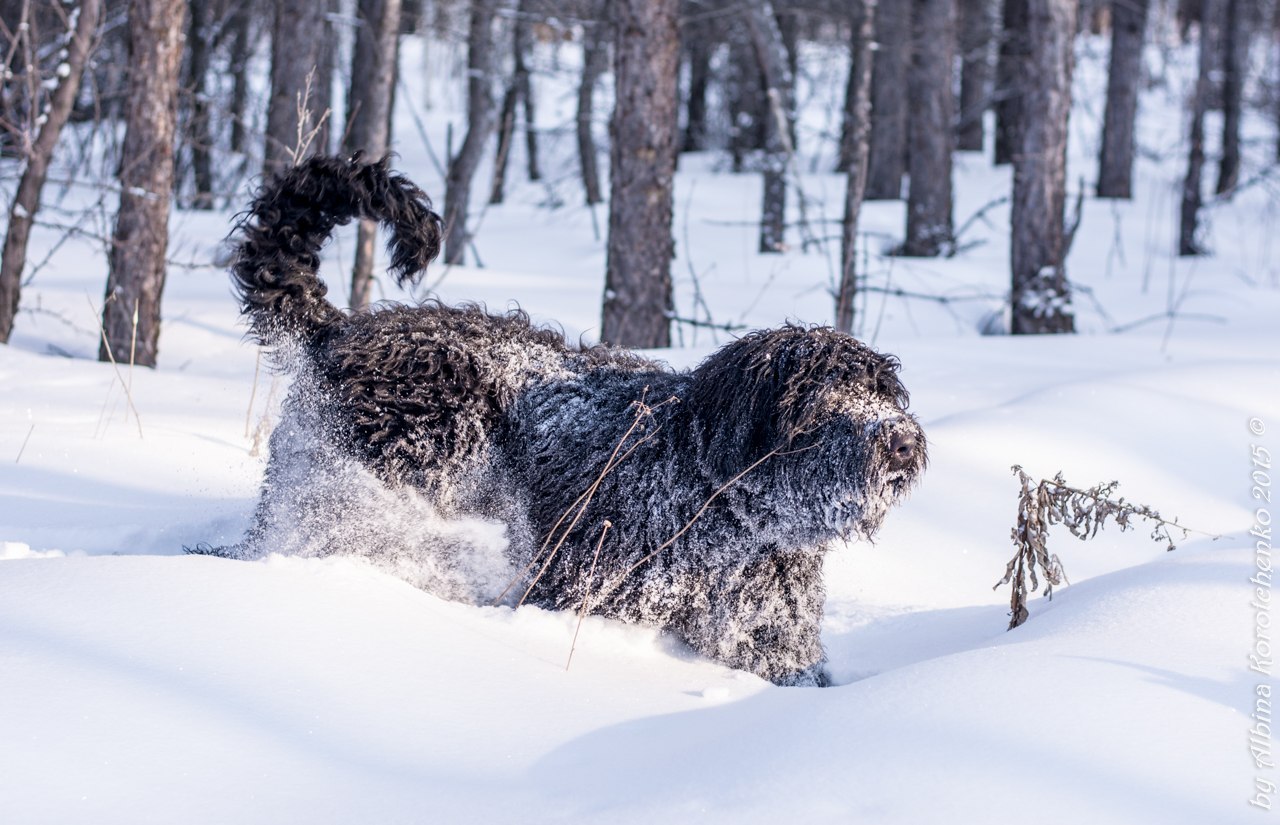 Russian Black Terrier. Frequently asked Questions - My, Russian Black Terrier, Dog, Longpost