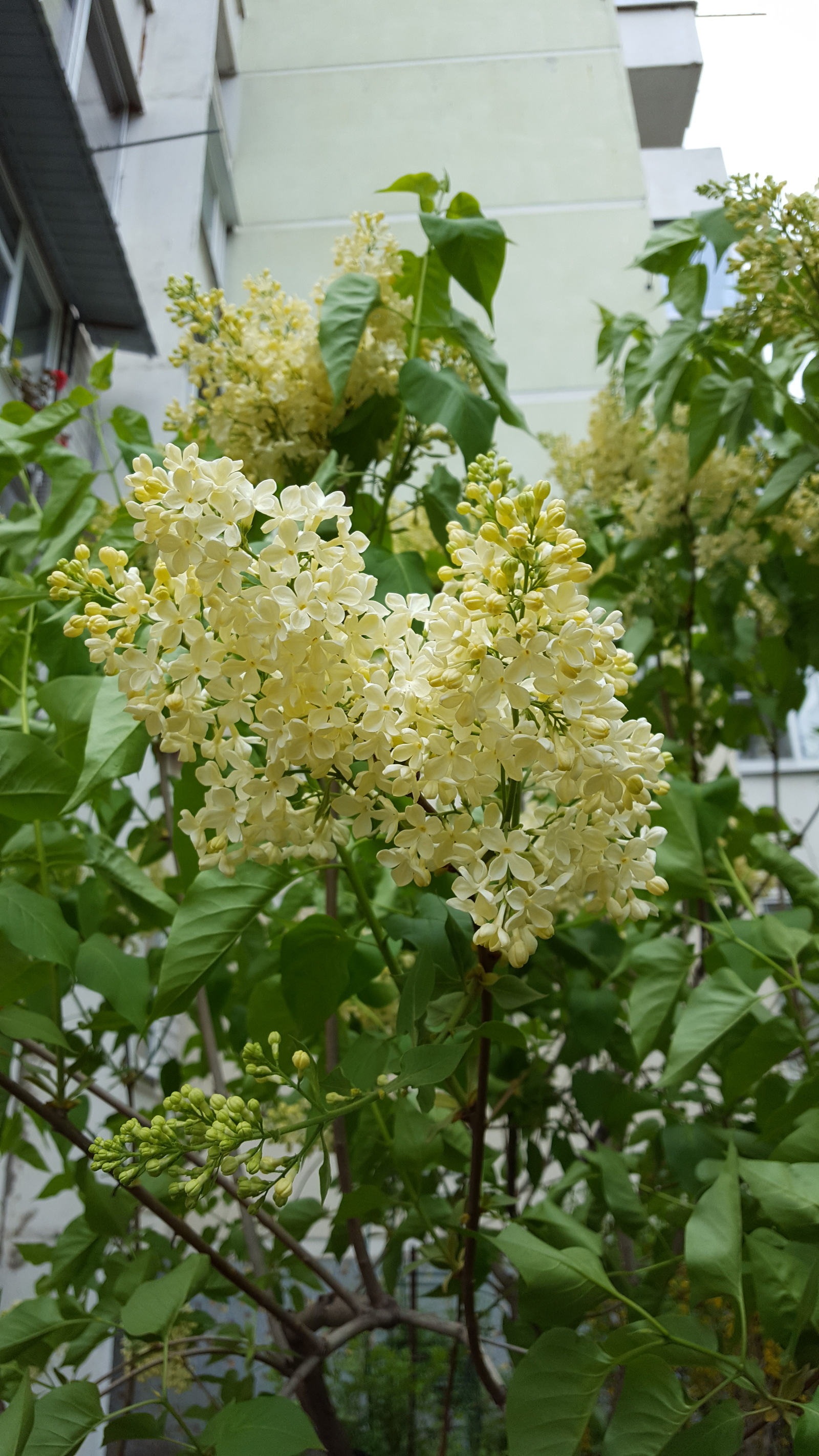 Yellow lilac. - Lilac, Yellow, Krasnodar, Longpost