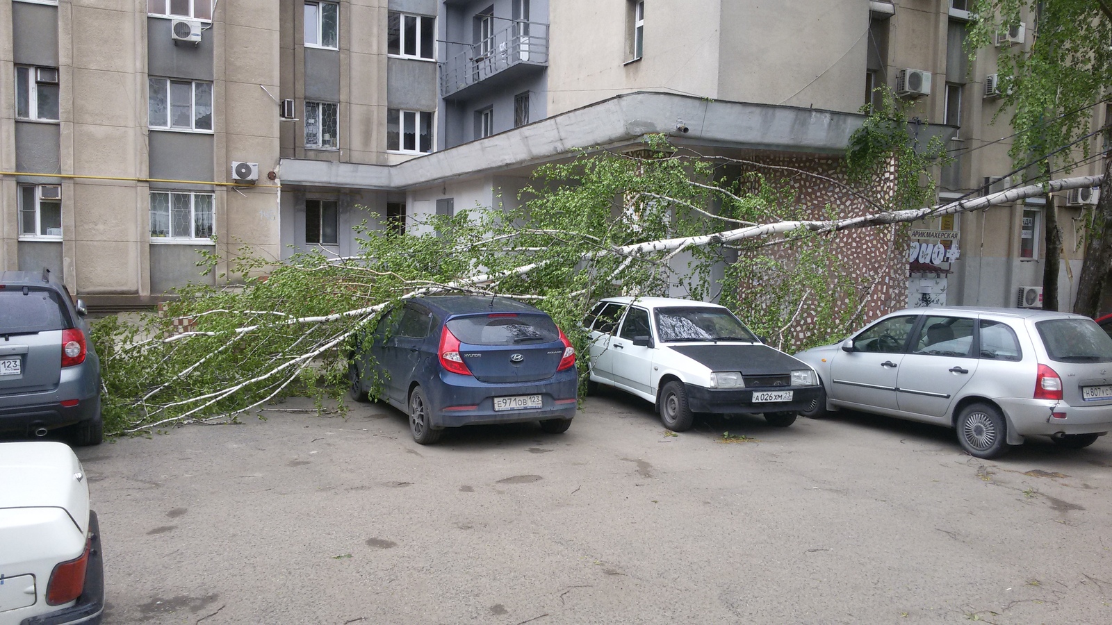 Boletus. - Storm, Krasnodar, Mushrooms, Accident