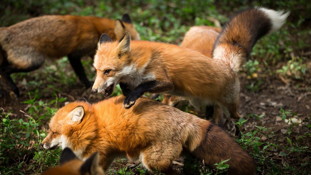 Just a fox jumping over foxes. - Fox, Animals, The photo