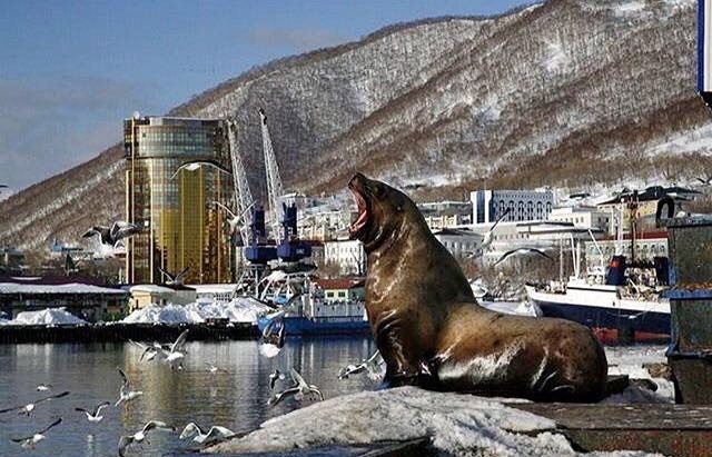 Камчатский лев охраняете вход в морской порт. Петропавловск-Камчатский. - Камчатка, Морской лев, Сивучи