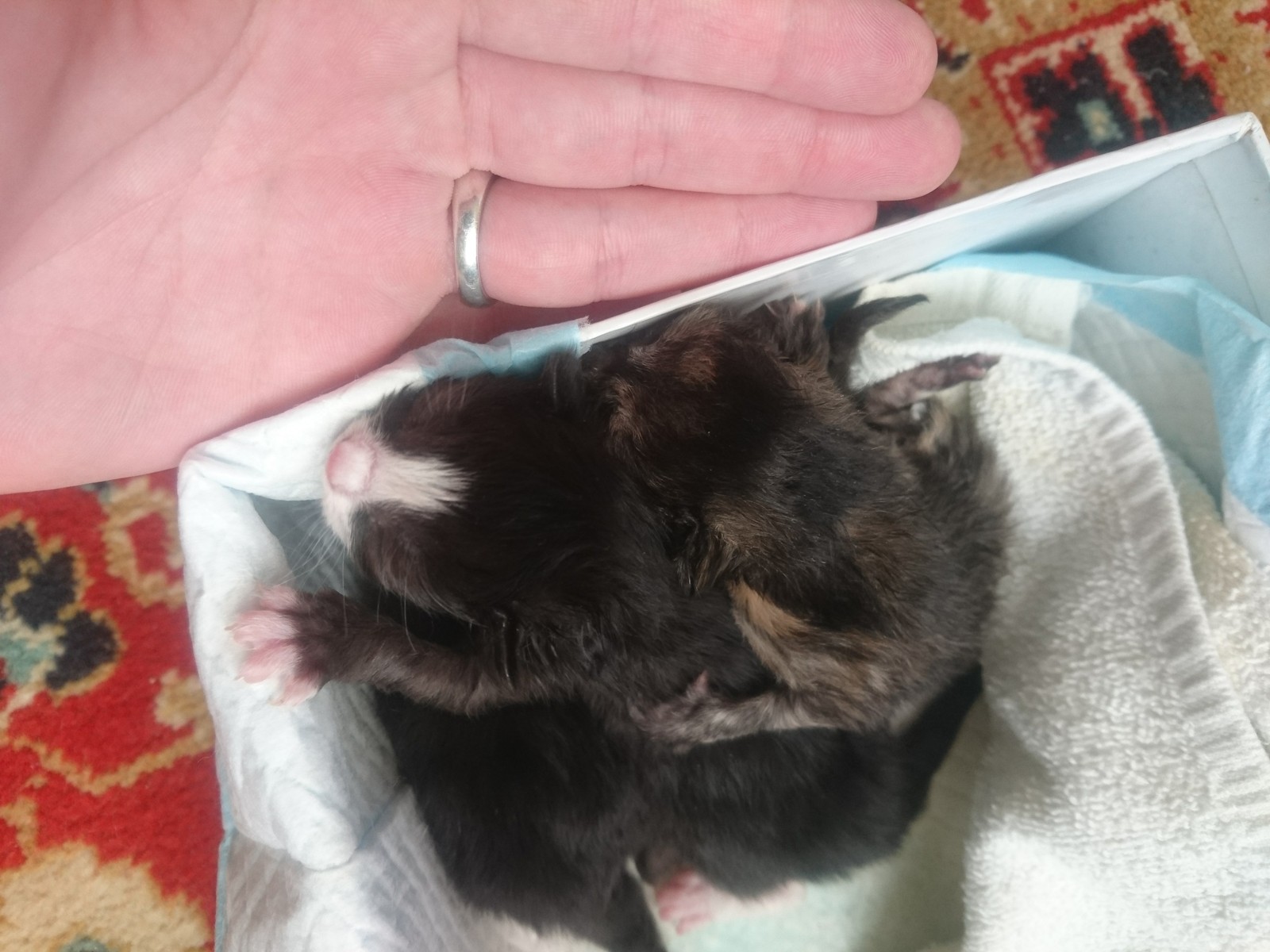 Operation: Kitten Rescue! - My, Animal Rescue, Cats and kittens, , , cat, Thank you, Longpost