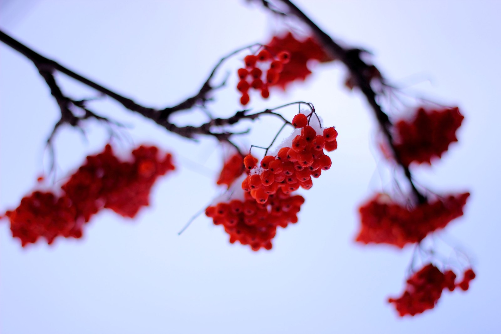 Rowan - My, The photo, Nature, Tyva Republic