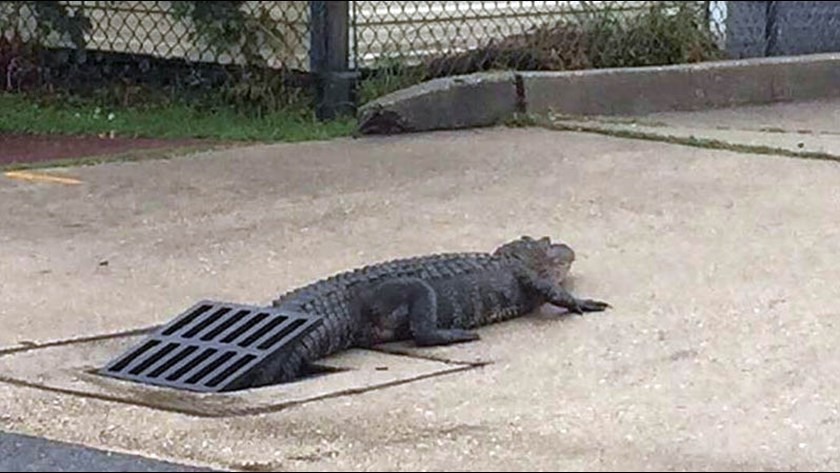 An alligator crawled out of the sewer at the elementary school. - Alligator, Sewerage, USA, Louisiana, Incident, Video, Longpost