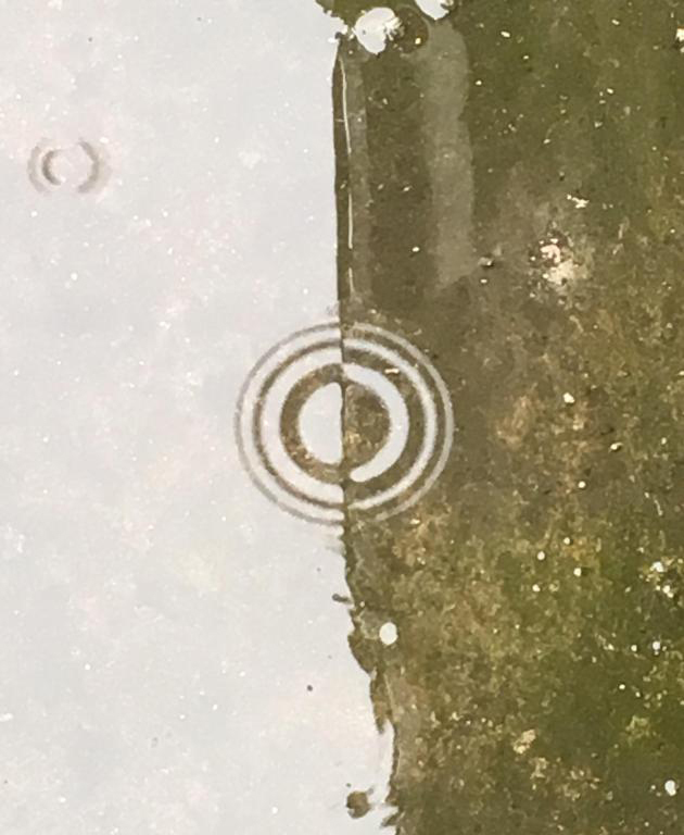 Circles on the water. - Lucky shot, The photo, Symmetry, Water, Not mine, Lucky moment