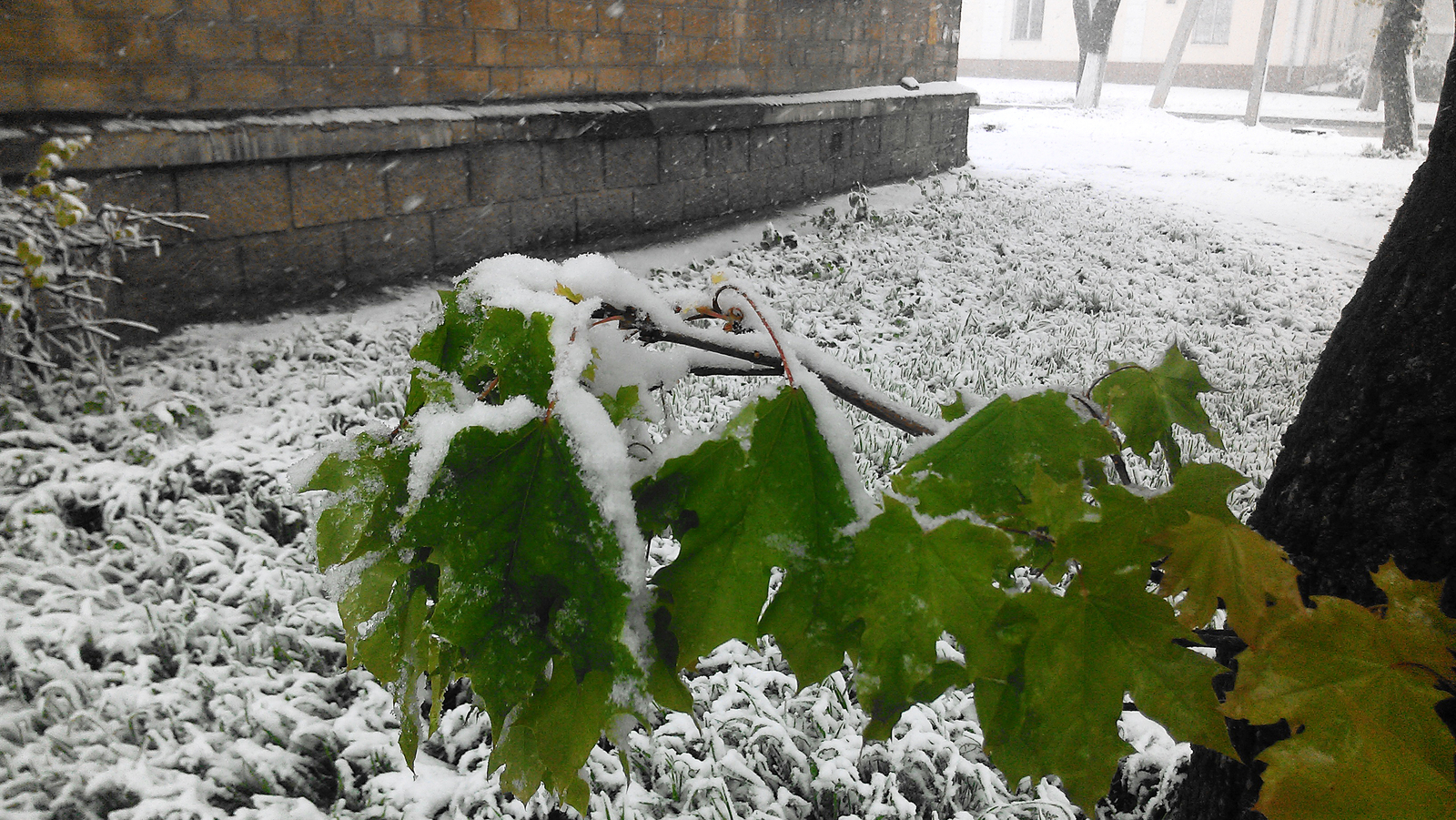 The climate of Transnistria is temperate continental - My, Snow, Transnistria, Climate, Catastrophe, Spring, Flowers, PMR, Snowdrift, Longpost