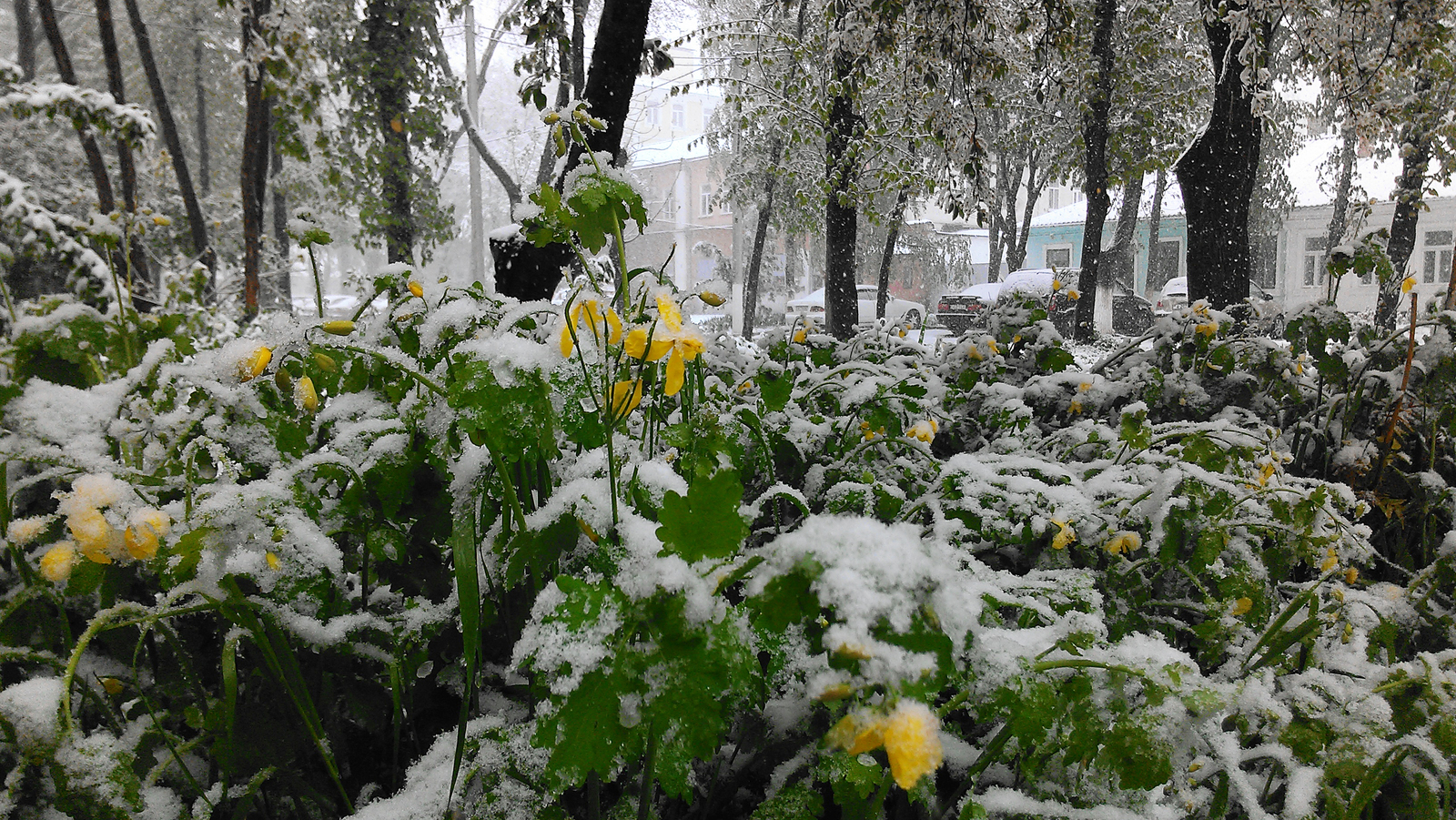 The climate of Transnistria is temperate continental - My, Snow, Transnistria, Climate, Catastrophe, Spring, Flowers, PMR, Snowdrift, Longpost