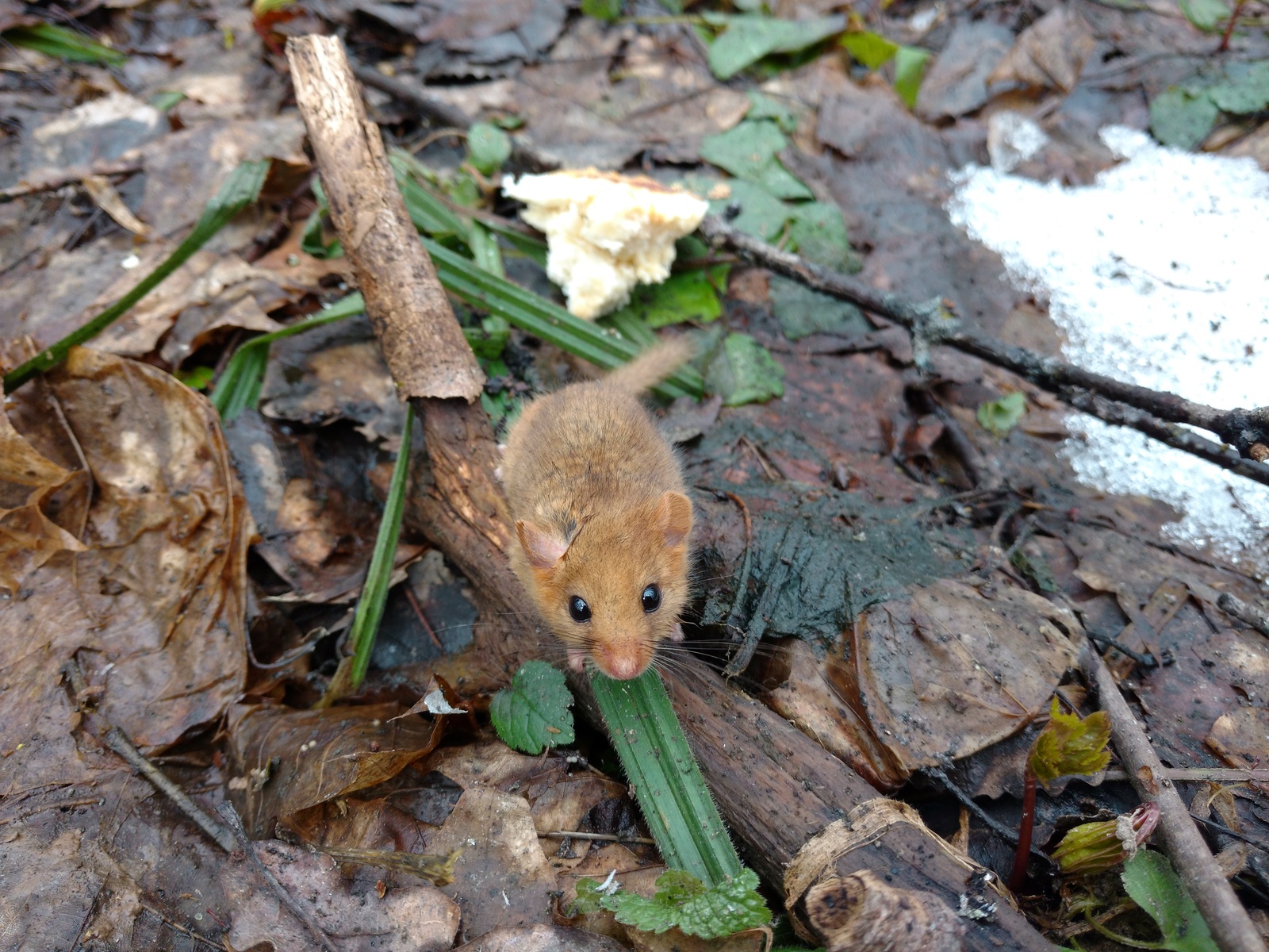 red mouse - My, Animals, Milota, Longpost