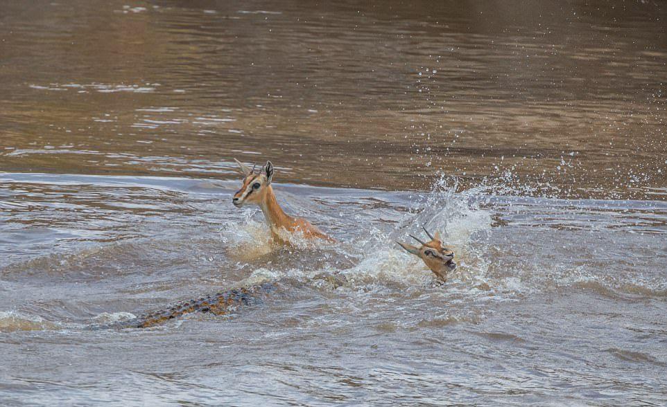 A huge crocodile bit a gazelle in half - Nature, Images, Longpost, Crocodile, Gazelle, Snack, , Crocodiles