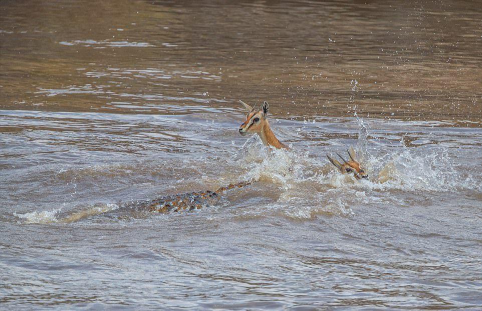 A huge crocodile bit a gazelle in half - Nature, Images, Longpost, Crocodile, Gazelle, Snack, , Crocodiles