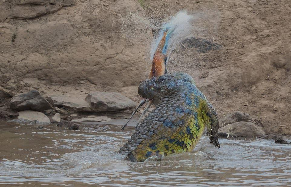 A huge crocodile bit a gazelle in half - Nature, Images, Longpost, Crocodile, Gazelle, Snack, , Crocodiles