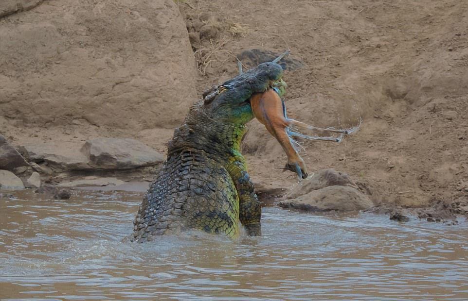 A huge crocodile bit a gazelle in half - Nature, Images, Longpost, Crocodile, Gazelle, Snack, , Crocodiles