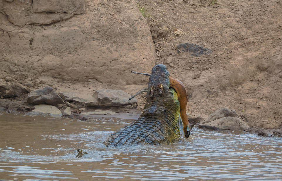 A huge crocodile bit a gazelle in half - Nature, Images, Longpost, Crocodile, Gazelle, Snack, , Crocodiles