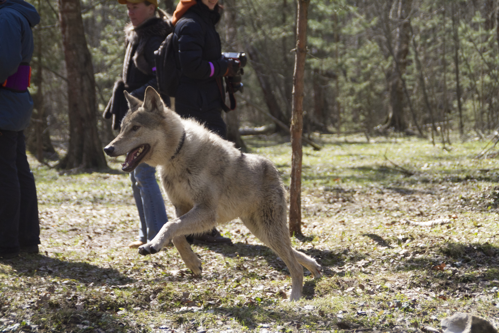 Live communication with real wolves. wolf house - My, , Longpost, , The photo, Nature, Animals