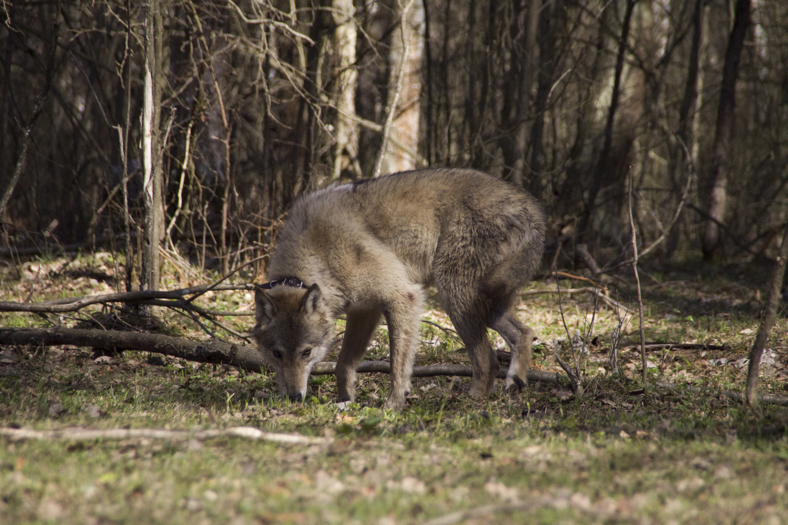 Live communication with real wolves. wolf house - My, , Longpost, , The photo, Nature, Animals