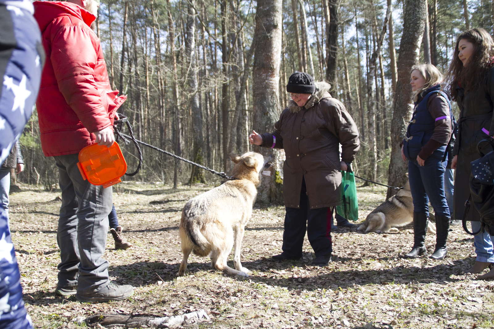 Live communication with real wolves. wolf house - My, , Longpost, , The photo, Nature, Animals