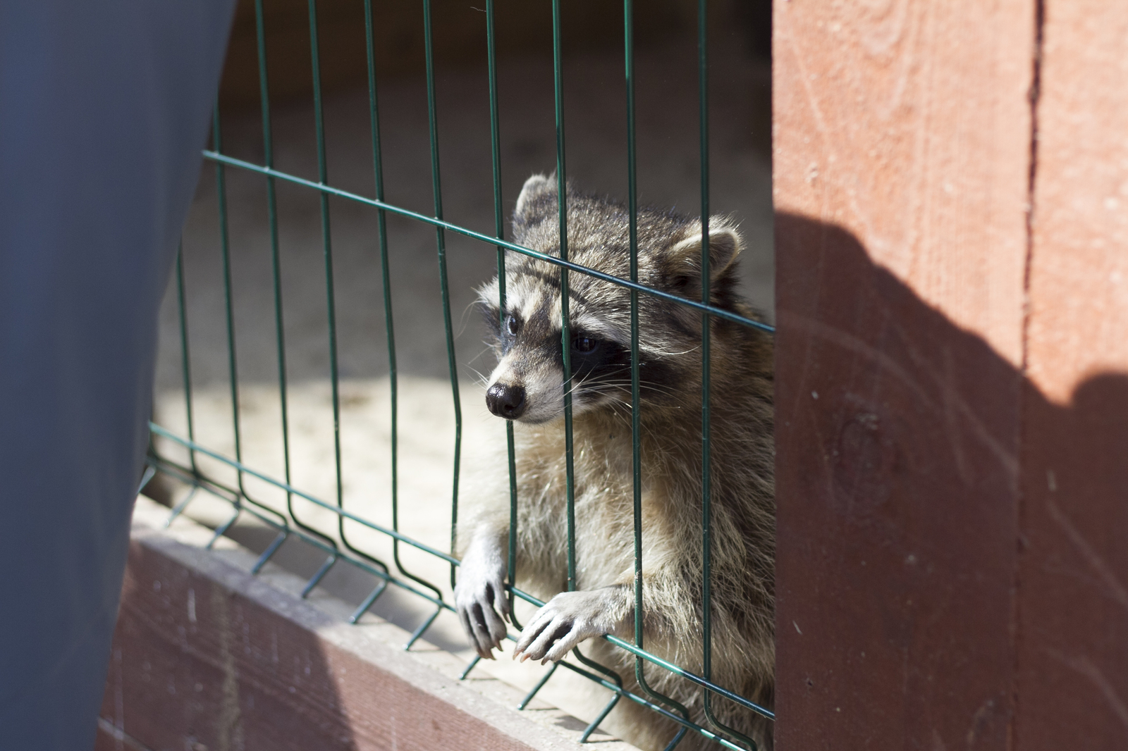 Live communication with real wolves. wolf house - My, , Longpost, , The photo, Nature, Animals