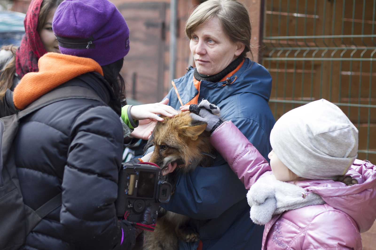 Live communication with real wolves. wolf house - My, , Longpost, , The photo, Nature, Animals