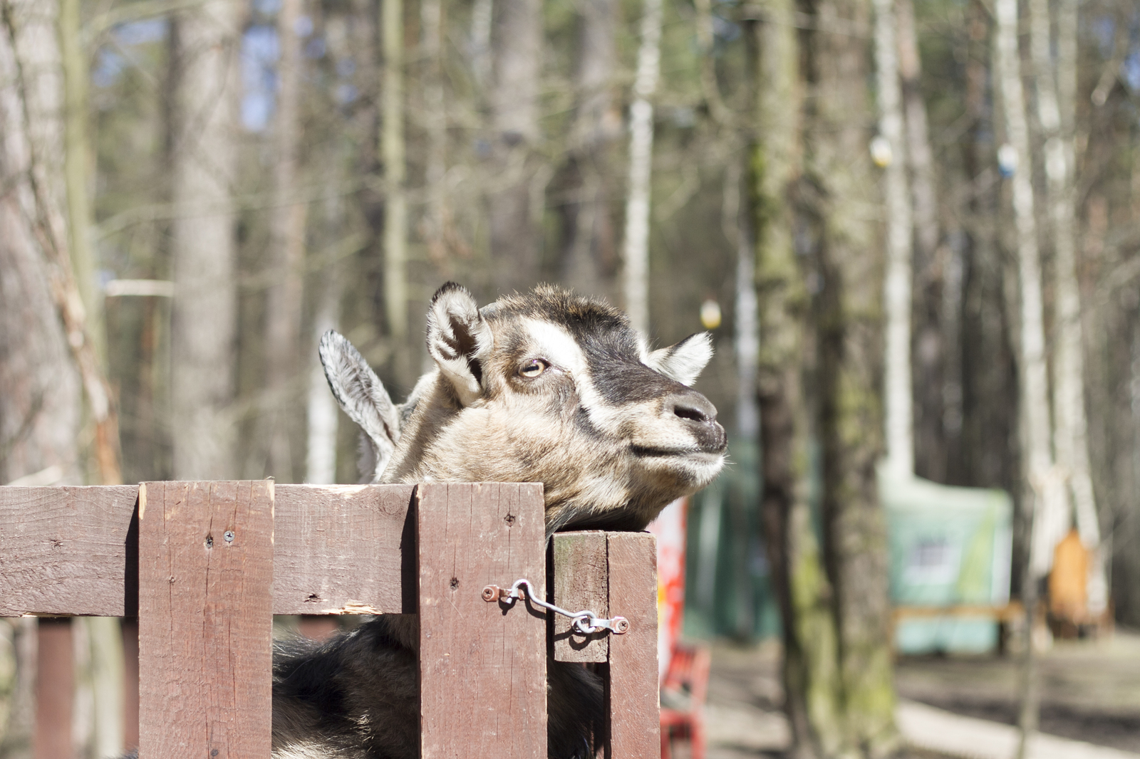 Live communication with real wolves. wolf house - My, , Longpost, , The photo, Nature, Animals