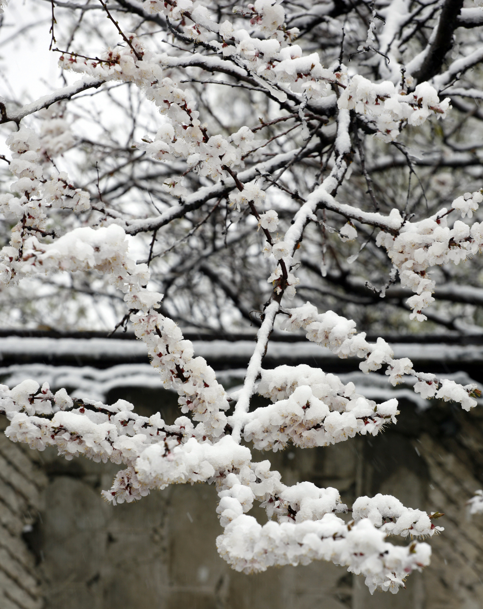 Spring and winter in one bottle. - My, The photo, Flowers, Snow, Longpost