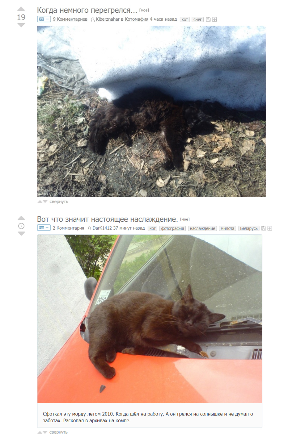 I didn't even realize at first that they were different posts. - Screenshot, Peekaboo, cat, Coincidence