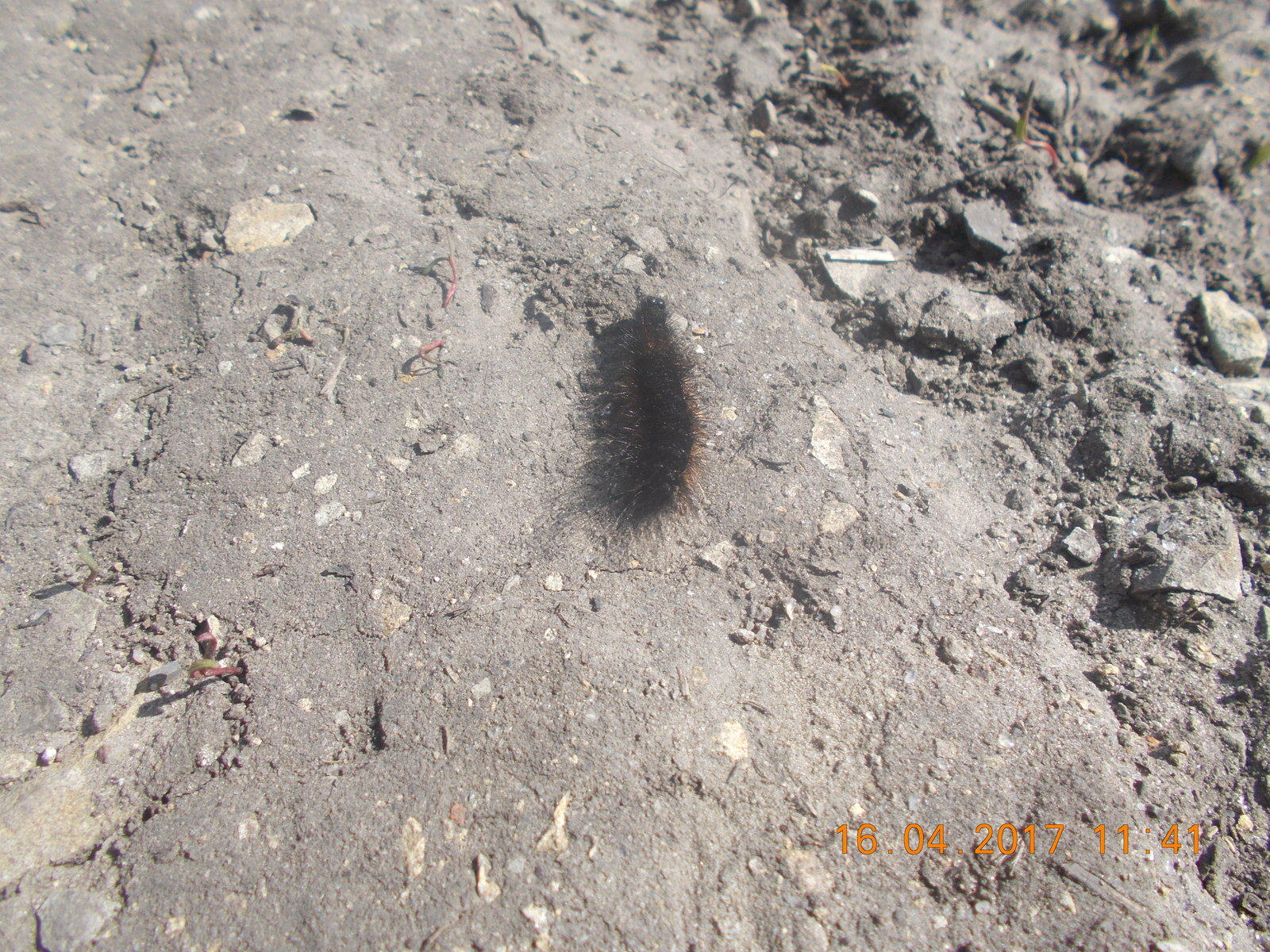 fluffy creeper - My, Spring, Caterpillar