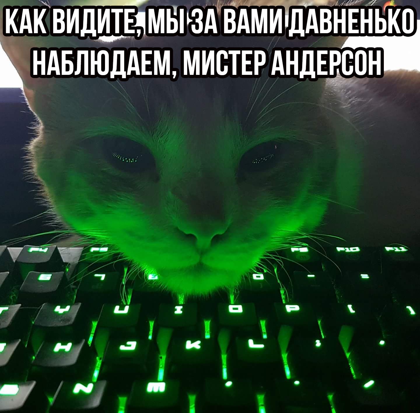 follow the white cat - My, cat, Matrix, Neo, Keyboard, Mr. Anderson