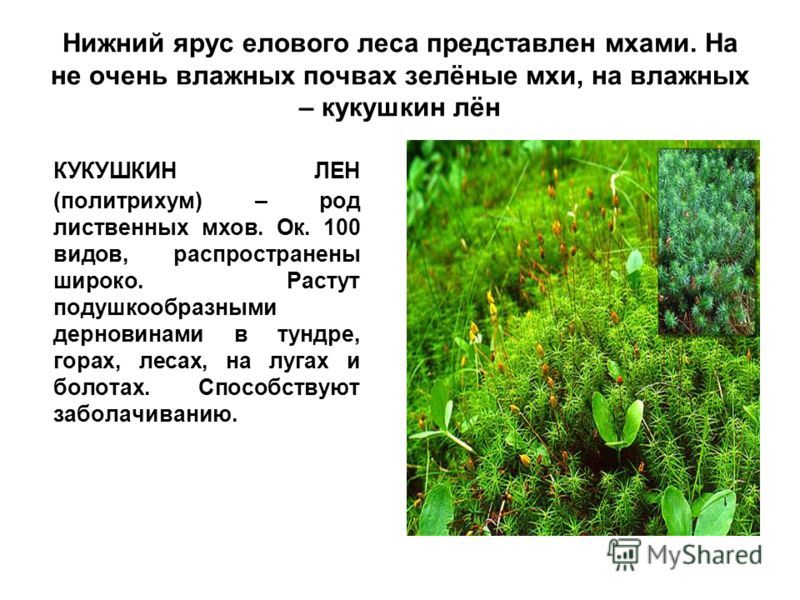 closed ecosystem. Instruction. My version - My, Nature, Plants, Apartment, Longpost, Interesting, Closed ecosystem