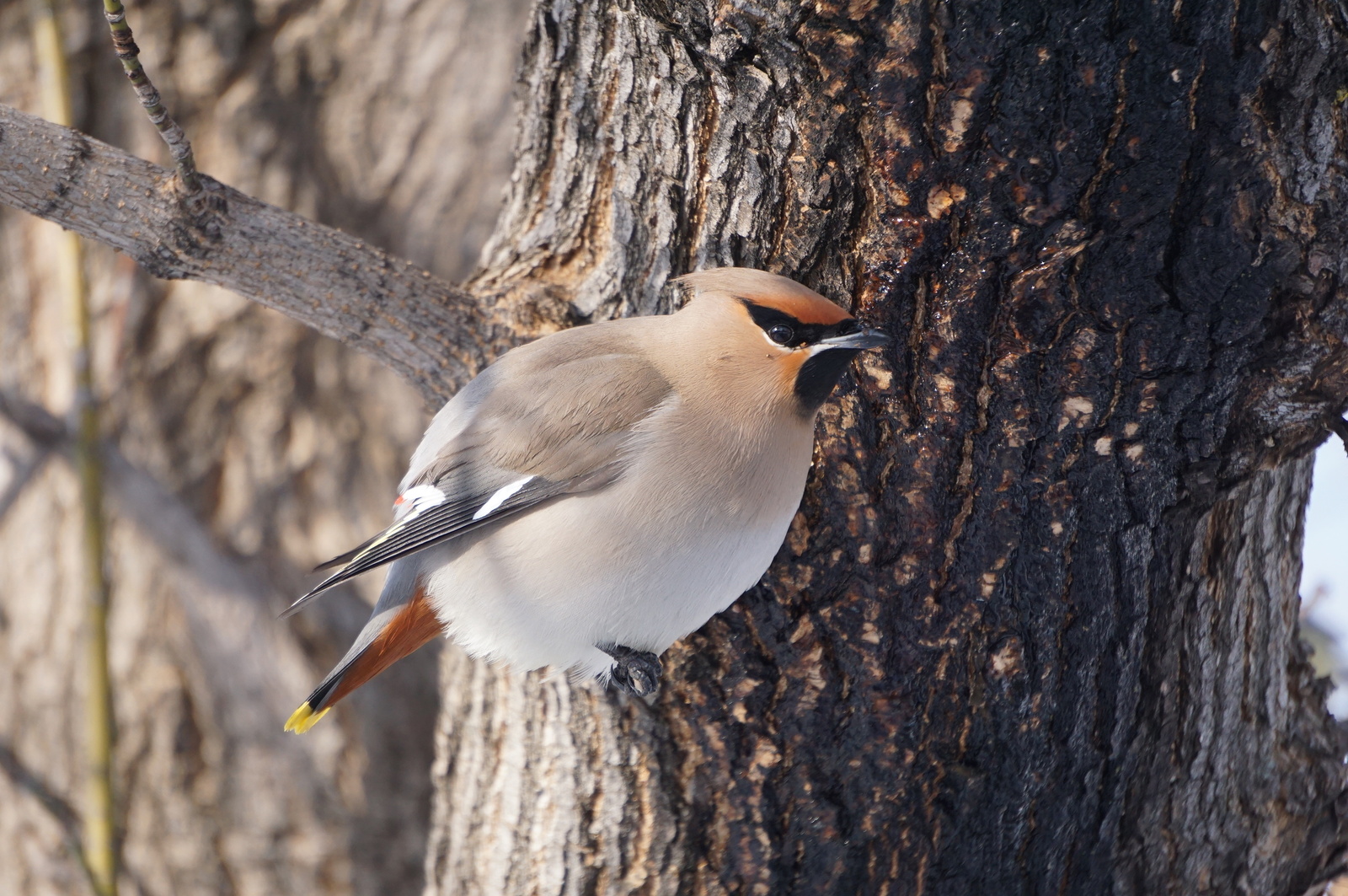 Waxwing - My, Waxwing, The photo