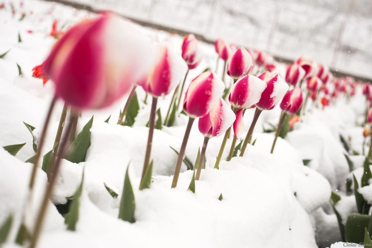 Боятся ли тюльпаны мороза. Цветы в снегу. Тюльпаны зимой. Тюльпаны в снегу.