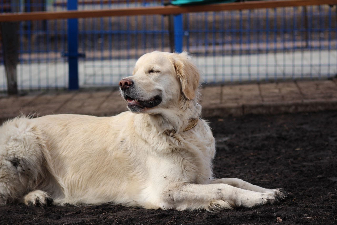 When your parents say get yourself someone... - My, Dog, Friend of human, Golden retriever, Australian shepherd, Longpost