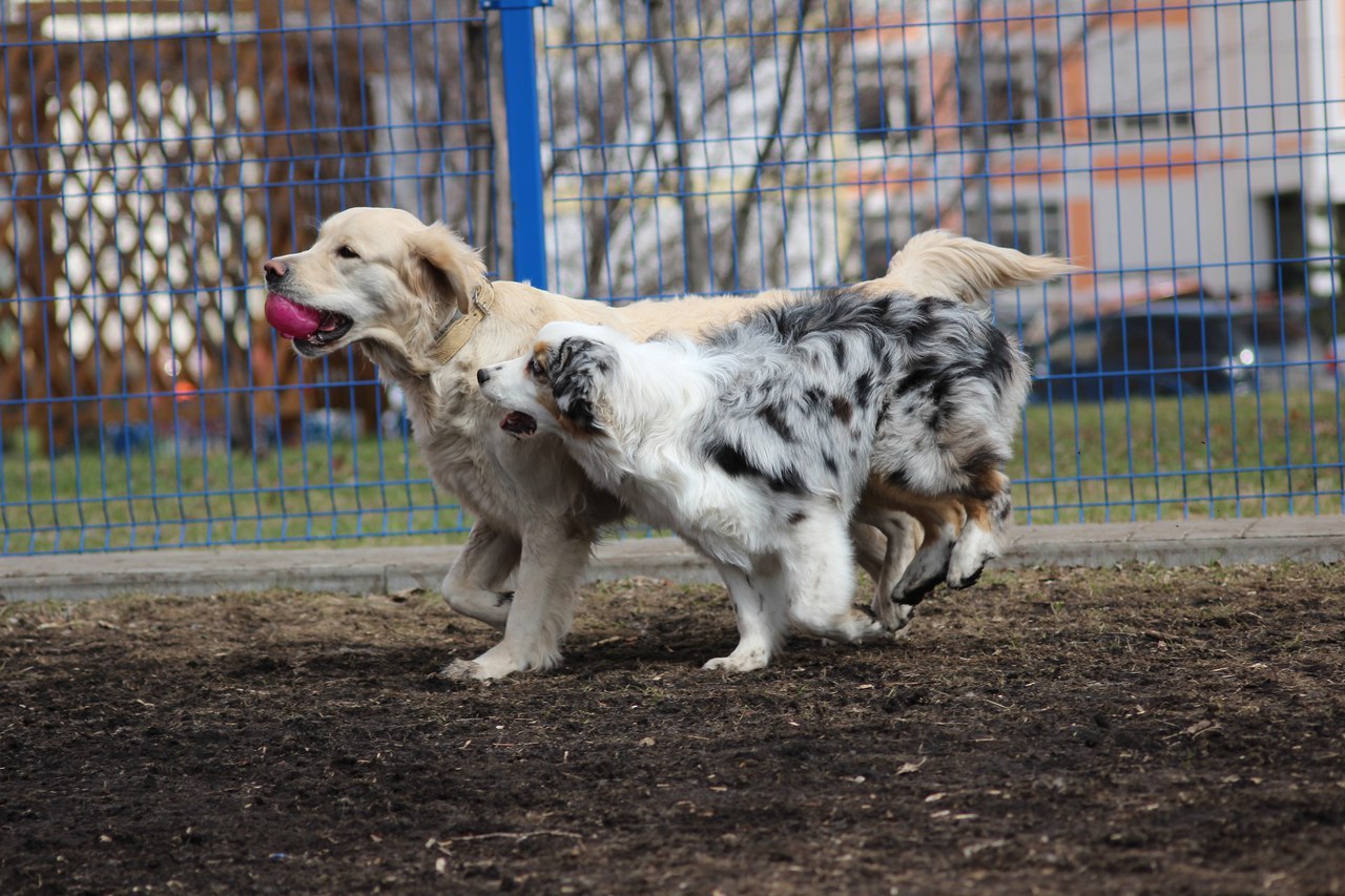 When your parents say get yourself someone... - My, Dog, Friend of human, Golden retriever, Australian shepherd, Longpost