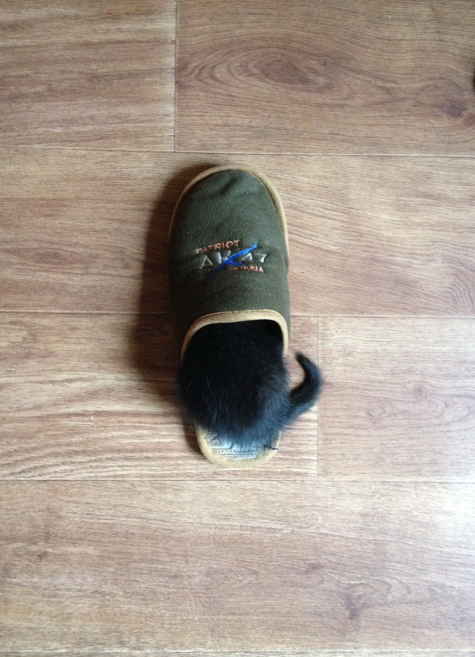 Went out for five minutes... - My, cat, Milota, Took, Slippers