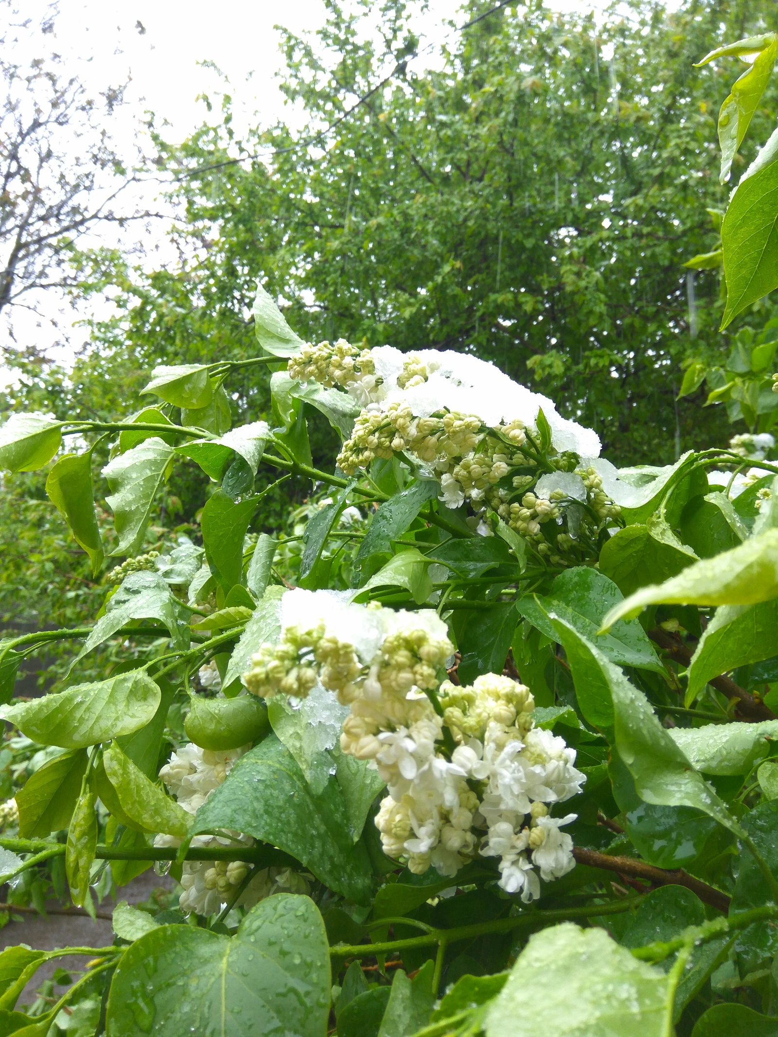 82 February. - My, Crimea, Spring, Snow, , Longpost