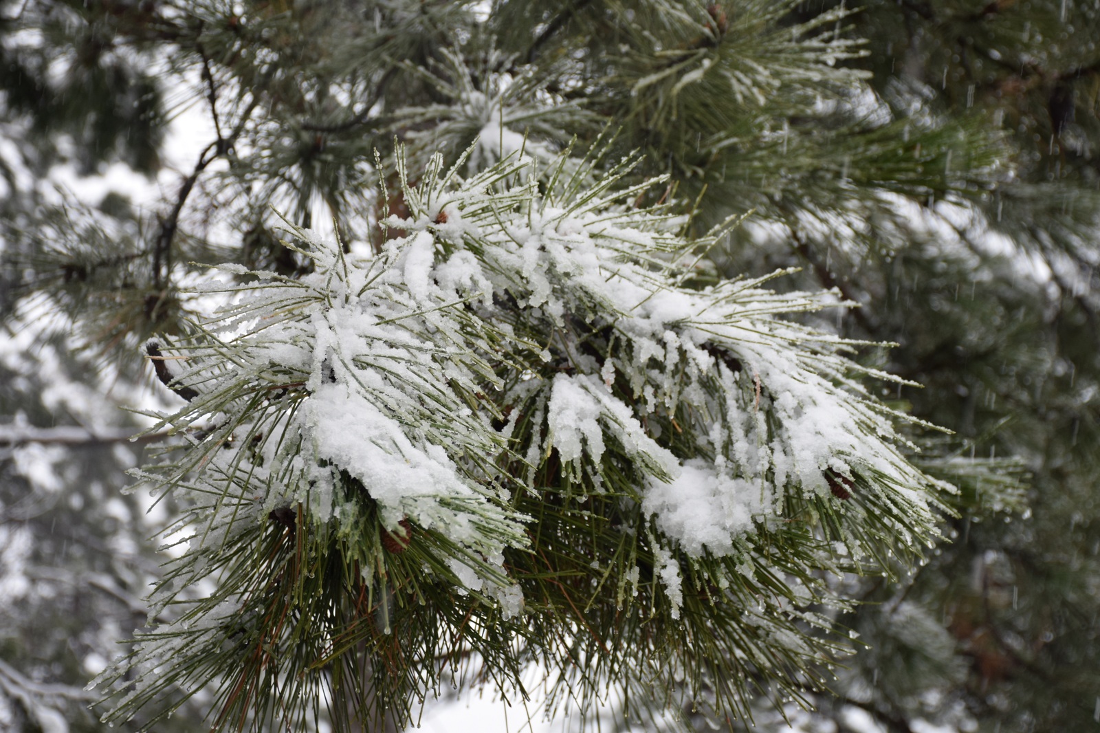 ...about the weather in Crimea today - My, Crimea, Spring, Weather, Cataclysm, Snow, I'm shocked, Longpost, Shock