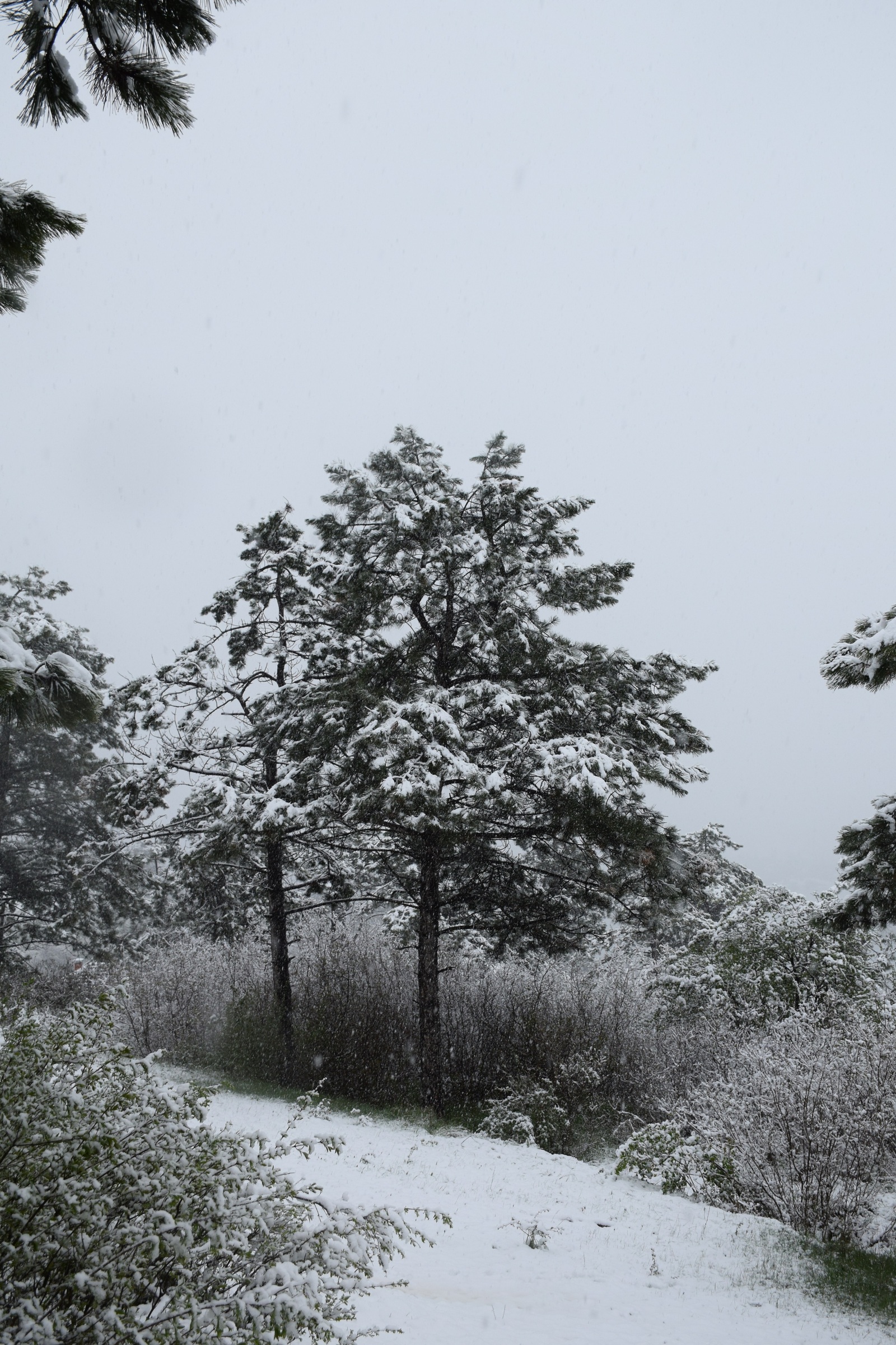 ...about the weather in Crimea today - My, Crimea, Spring, Weather, Cataclysm, Snow, I'm shocked, Longpost, Shock