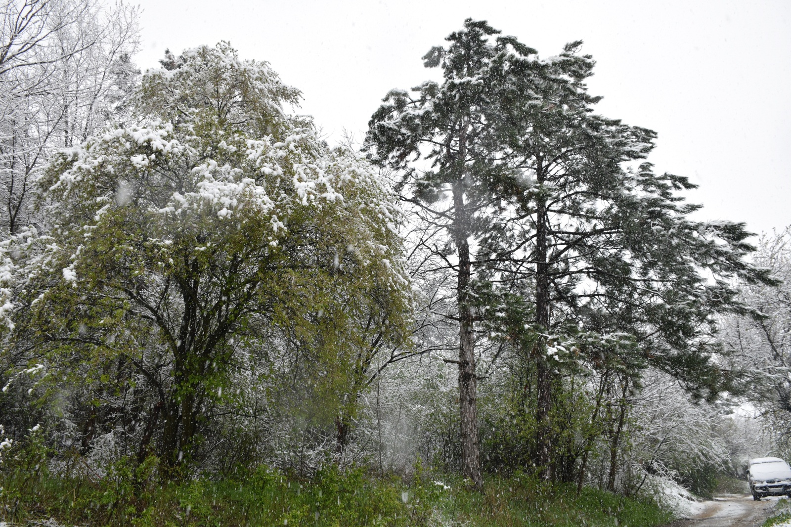 ...about the weather in Crimea today - My, Crimea, Spring, Weather, Cataclysm, Snow, I'm shocked, Longpost, Shock