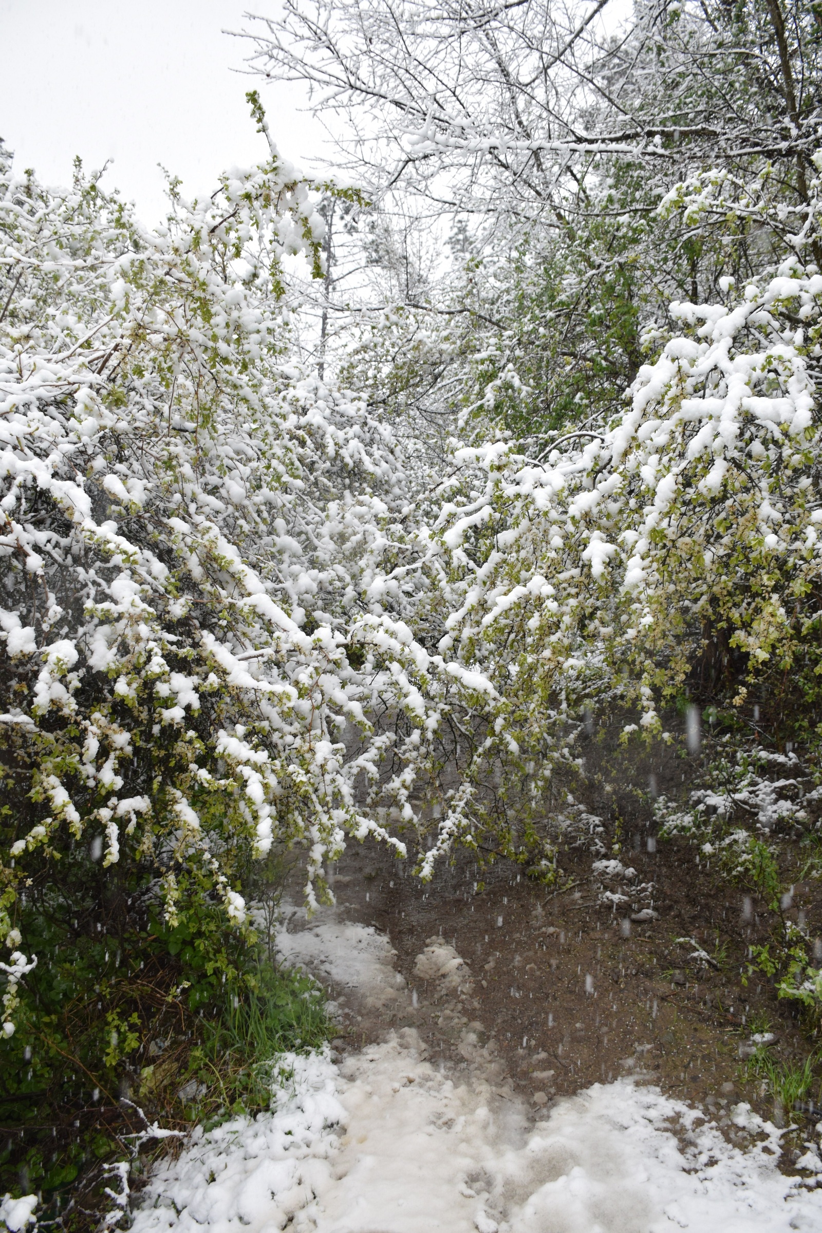 ...about the weather in Crimea today - My, Crimea, Spring, Weather, Cataclysm, Snow, I'm shocked, Longpost, Shock