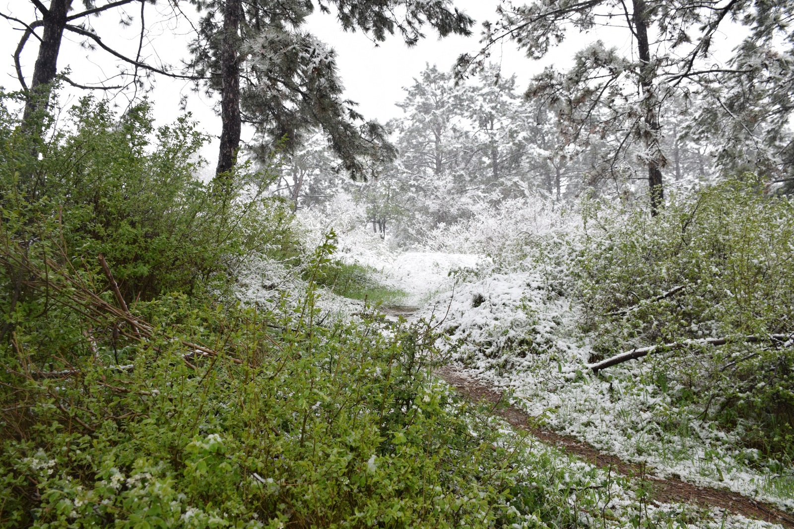 ...about the weather in Crimea today - My, Crimea, Spring, Weather, Cataclysm, Snow, I'm shocked, Longpost, Shock