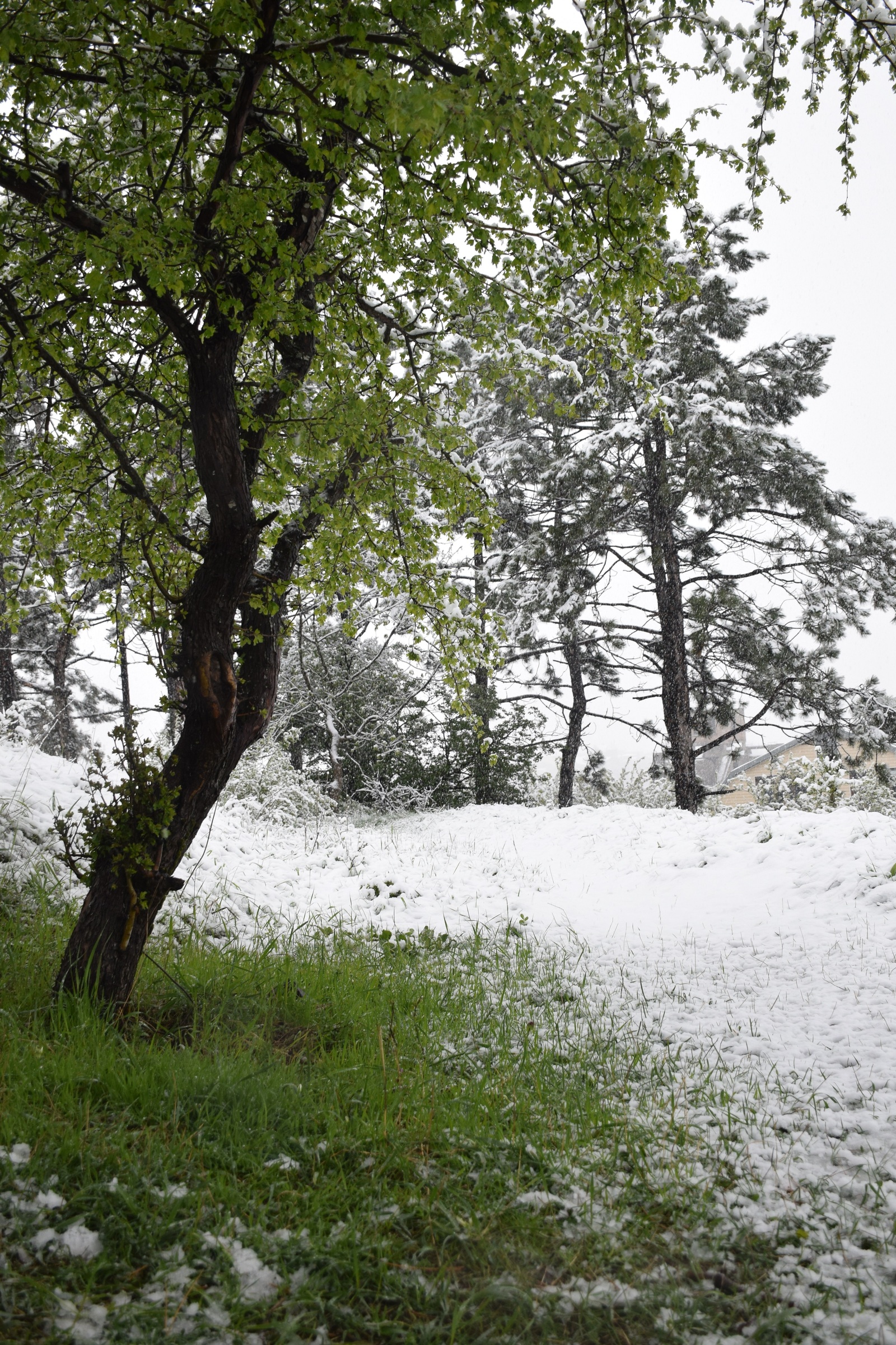 ...about the weather in Crimea today - My, Crimea, Spring, Weather, Cataclysm, Snow, I'm shocked, Longpost, Shock