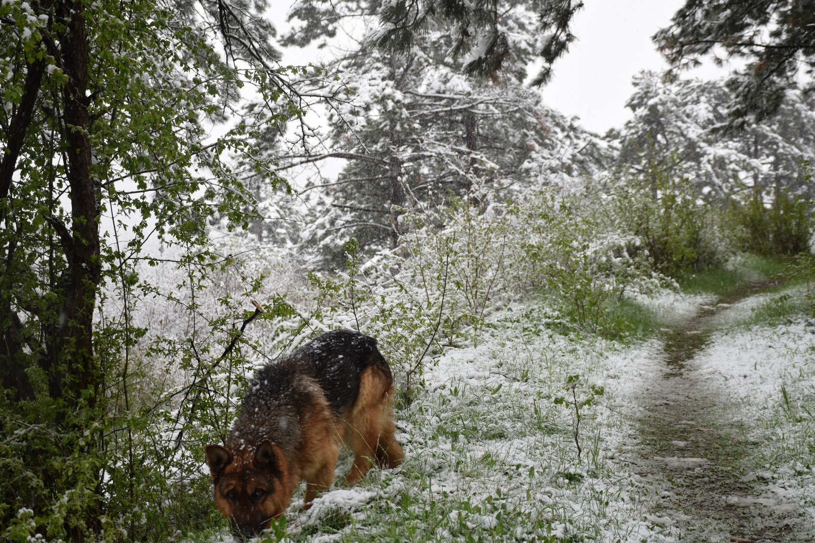 ...about the weather in Crimea today - My, Crimea, Spring, Weather, Cataclysm, Snow, I'm shocked, Longpost, Shock