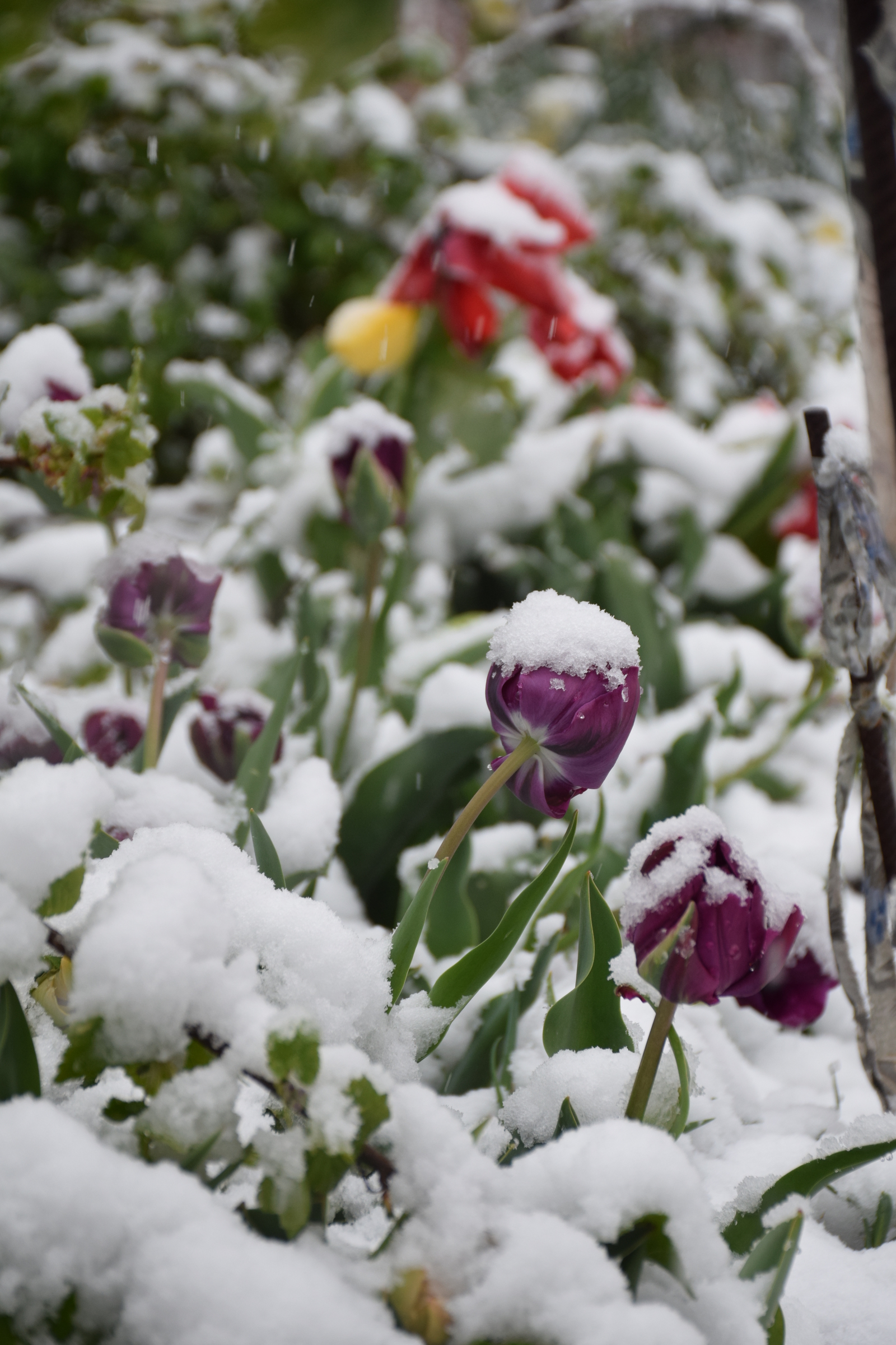 ...about the weather in Crimea today - My, Crimea, Spring, Weather, Cataclysm, Snow, I'm shocked, Longpost, Shock