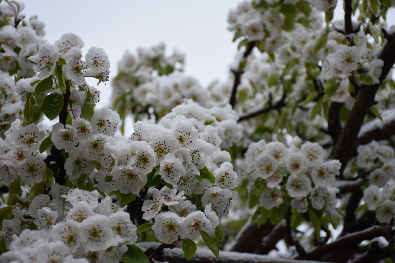 ...about the weather in Crimea today - My, Crimea, Spring, Weather, Cataclysm, Snow, I'm shocked, Longpost, Shock