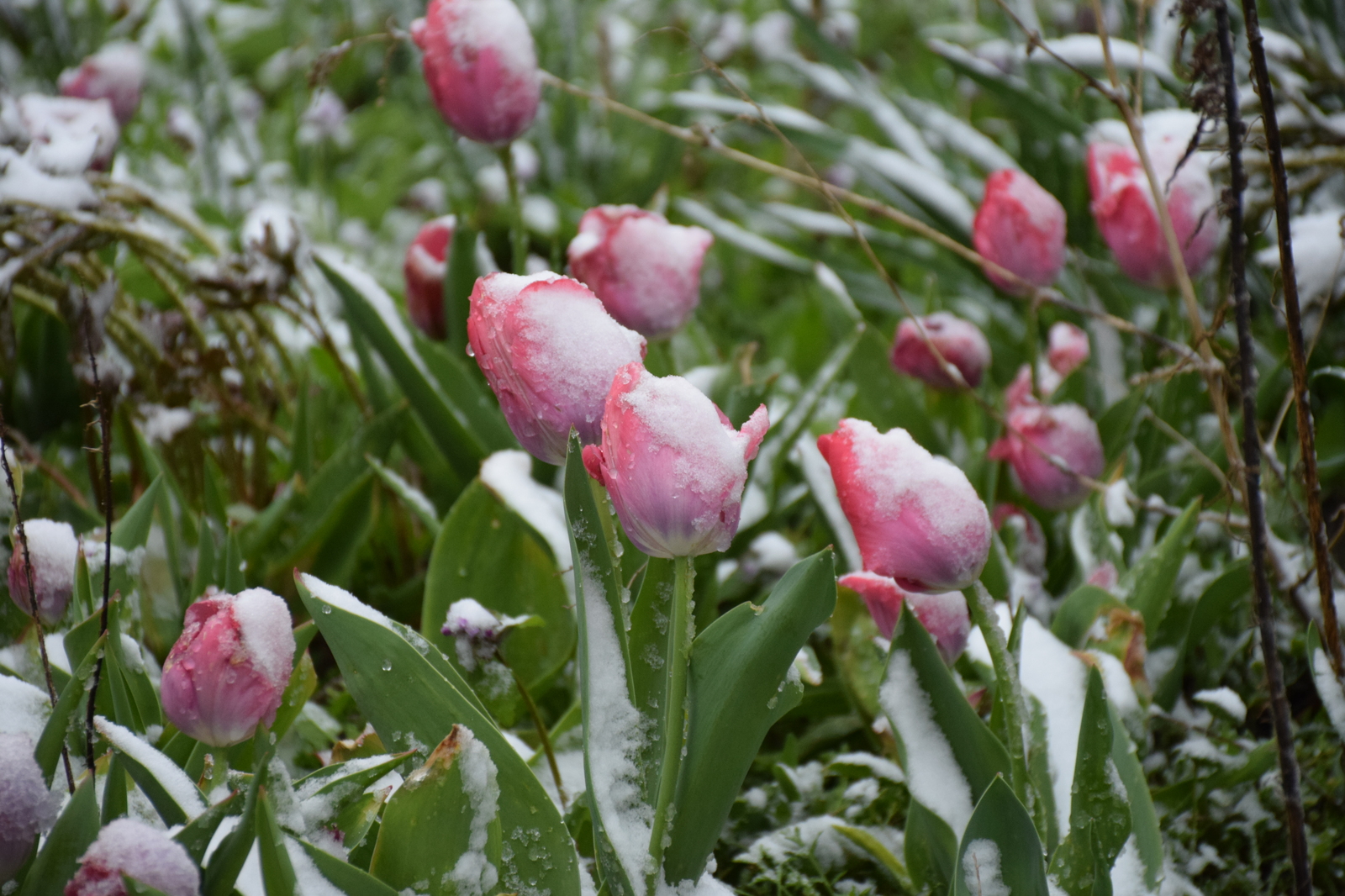 ...about the weather in Crimea today - My, Crimea, Spring, Weather, Cataclysm, Snow, I'm shocked, Longpost, Shock