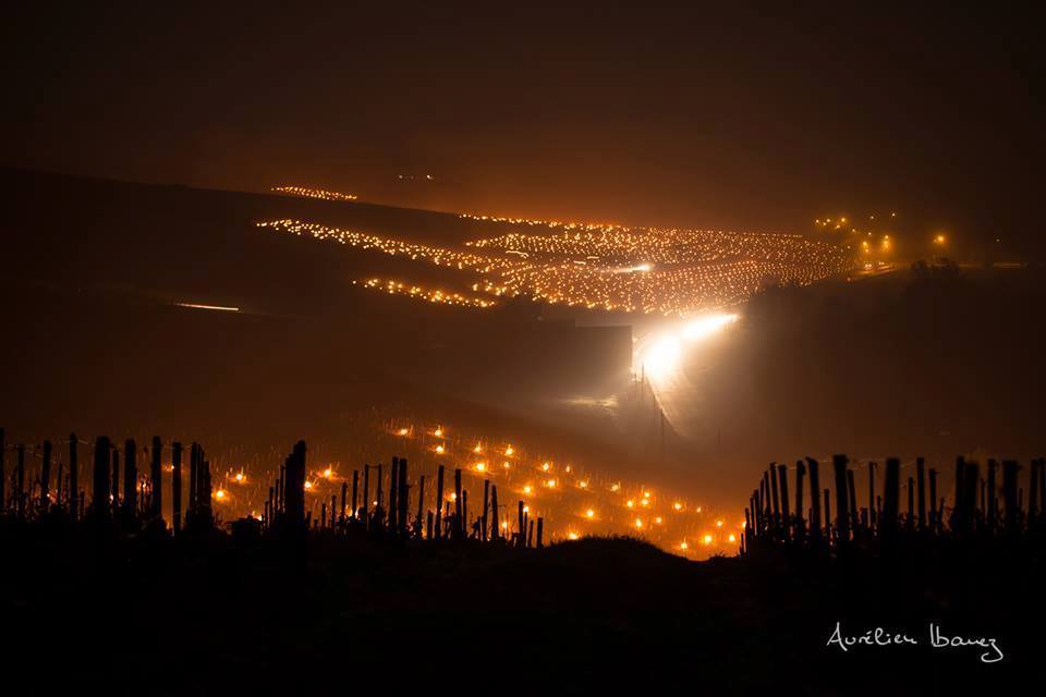 Night heating of vineyards. - Vineyard, Frost, Heating